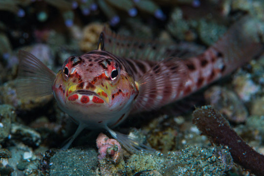 Variegated Lizardfish