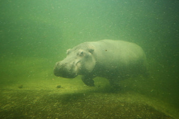 The hippo swims under water - obrazy, fototapety, plakaty