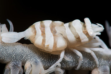 Whip coral shrimp