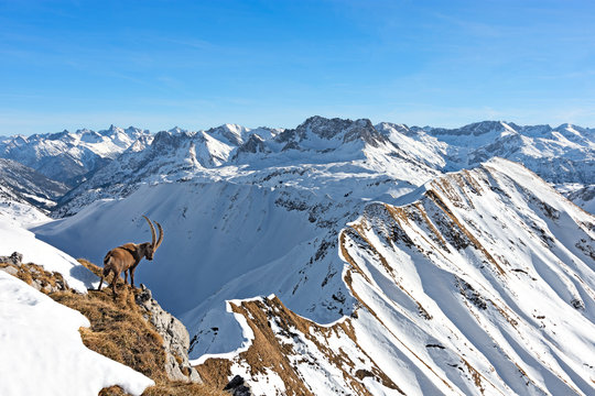 Ibex in front of snowy mountains at a sunny day in winter. Vorarlberg, Tirol, Austria