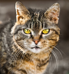 Fototapeta premium Sad cat with unusual unhappy yellow eyes close up