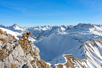Ibex in front of snowy mountains at a sunny day in winter. Vorarlberg, Tirol, Austria