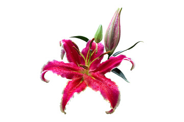 Isolated pink lily with clipping path.