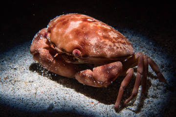 Crab