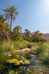 Palms in Wadi Bani Khalid with creek near Bidiyya in Oman