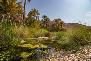 Palms in Wadi Bani Khalid with creek near Bidiyya in Oman