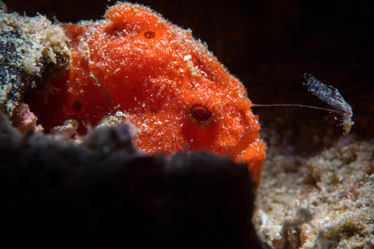 Frogfish With Lure