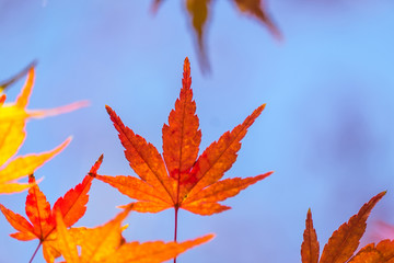 Autumn yellow and red maple leaves