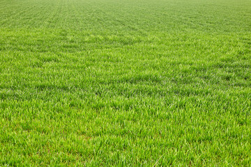 Green grass background texture. Element of design.