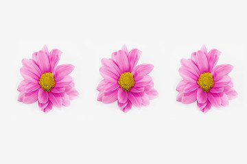 natural pink chrysanthemum flowers on a white background