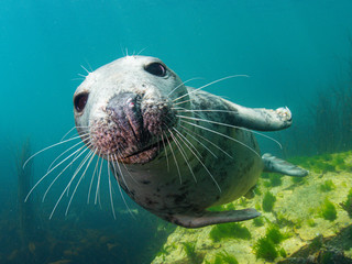 Atlantic Grey Seal