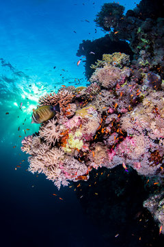 Southern Red Sea