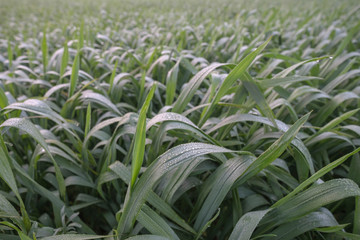 Obraz premium green grass in the morning