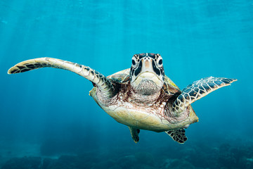 Obraz premium Green Turtle