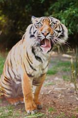  The tiger has a funny face