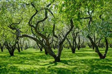 Fototapeta na wymiar green apple trees in the park