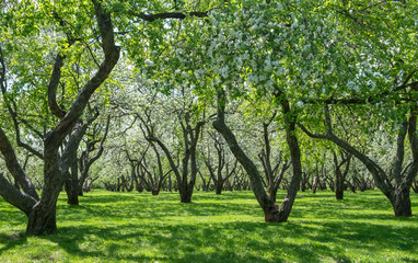 green apple  trees in the park