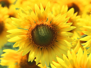 Obraz premium beautiful sunflowers (helianthus annuus) are blooming in the field