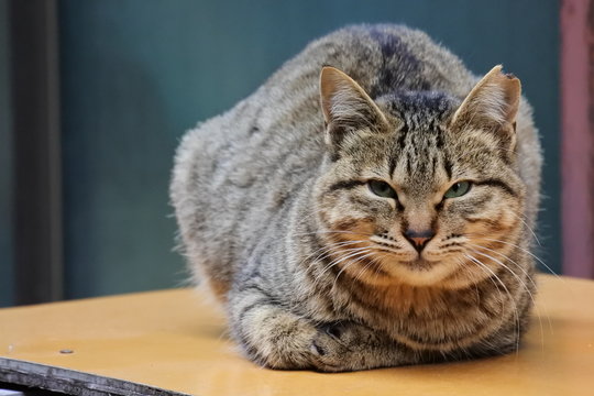 キジトラの猫　日向ぼっこ　微笑む