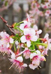 Fototapeta na wymiar ヒマラヤザクラ　冬に咲く桜