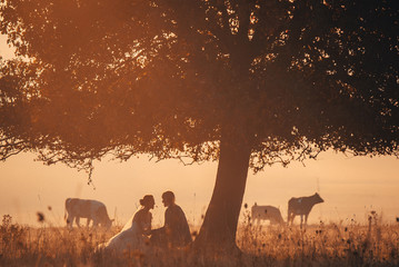 Wedding photo, bride and groom in autumn nature, cow animal pasture in background