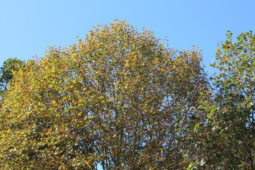 A landscape composition photograph of a woodland, sycamore trees, British forest, leaves beginning to turn yellow, against a beautiful blue summer sky.