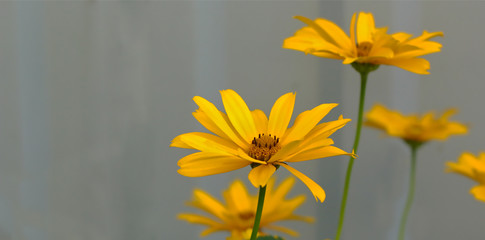 yellow flowers on a background