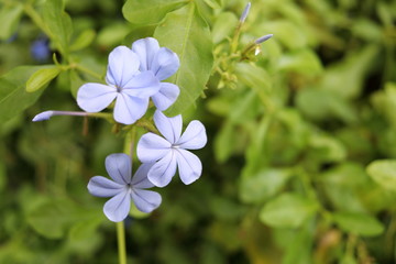 Obraz na płótnie Canvas Light blue flower of Cape Leadwort or White plumbago are on branch and blur bright green leaves background.