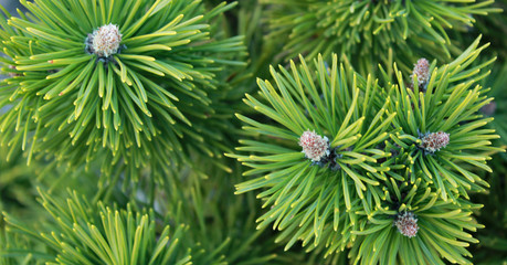 Beautiful pine needles as background