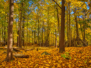 autumn in the park with ground full with leaves