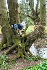 Australian Sheperd Hund auf dem Baum
