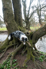 Australian Sheperd Hund auf dem Baum