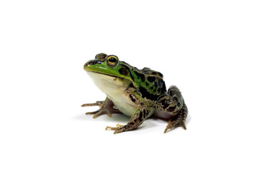 カエル