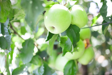 summer apples hanging on the branches