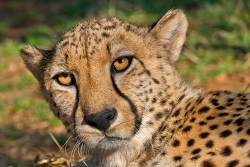 Cheetah, Acinonyx jubatus, Guepard, South Africa, Africa