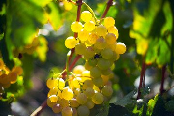 sweet grape at the vineyard