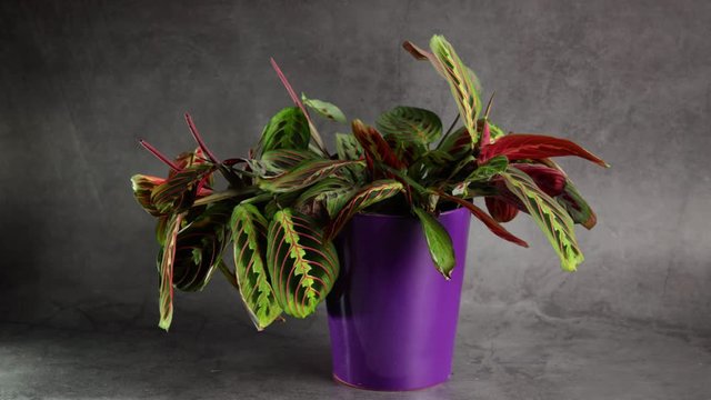 Calathea plant raising its leaves in the evening on a dark background, time lapse