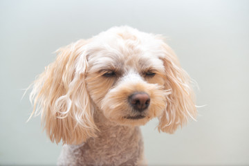 犬の動作、表情　眠たい