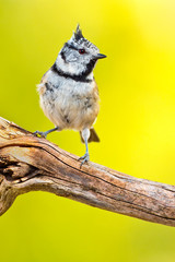 Crested Tit, Parus cristatus, Herrerillo Capuchino, Castilla y León, Spain, Europe