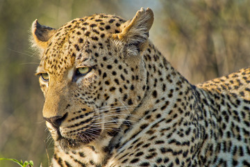 Leopard, Panthera pardus, Kruger National Park, South Africa, Africa