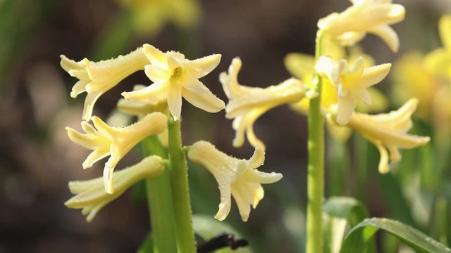 Yellow blooming hyacinths with water drops. Low angle. Beautiful spring background with copy space. Spring sunny day in the forest. Close up, shallow depth of the field.