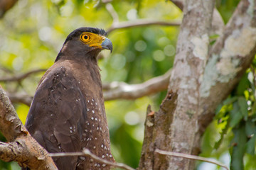 Crested Serpent Eagle, Spilornis cheela, Wilpattu National Park, Sri Lanka, Asia