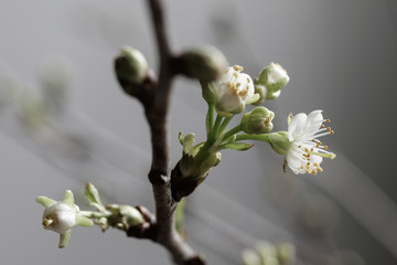 Apfelblüte, Kirschblüte, Frühling
