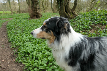 Ein Australian Sheperd Hund im Bärlauch Paradies