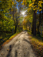 footpath in the park