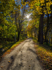 footpath in the park towards the sun