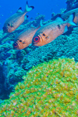 Naklejka na ściany i meble Bronze Soldierfish, Myripristis adusta, North Ari Atoll, Maldives, Indian Ocean, Asia