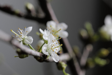 Apfelblüte, Kirschblüte, Frühling