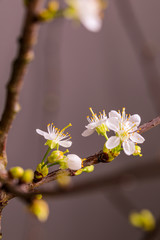 Apfelblüte, Kirschblüte, Frühling