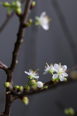 Apfelblüte, Kirschblüte, Frühling